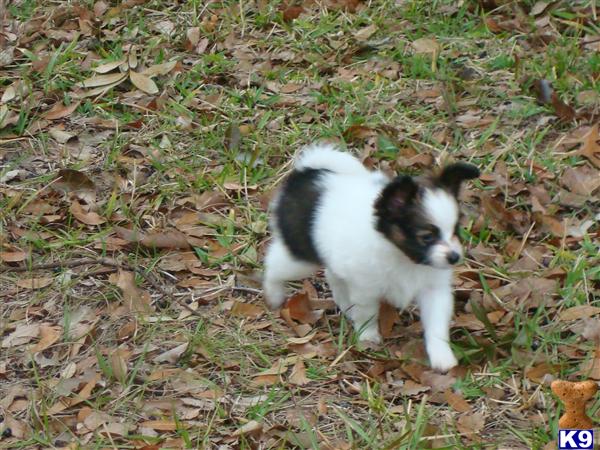 Papillon Puppies